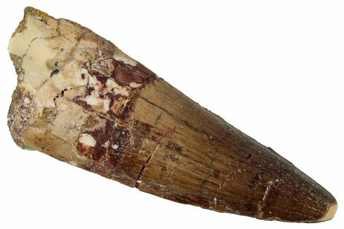 Fossil Spinosaurus Tooth - Real Dinosaur Tooth #354785